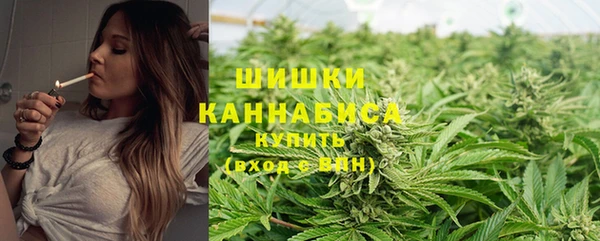 сатива Беломорск